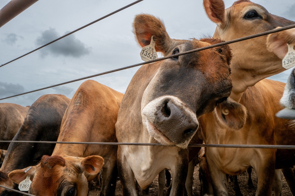 Several cases have been reported in cattle, as well as a horse and dog (Getty Images)