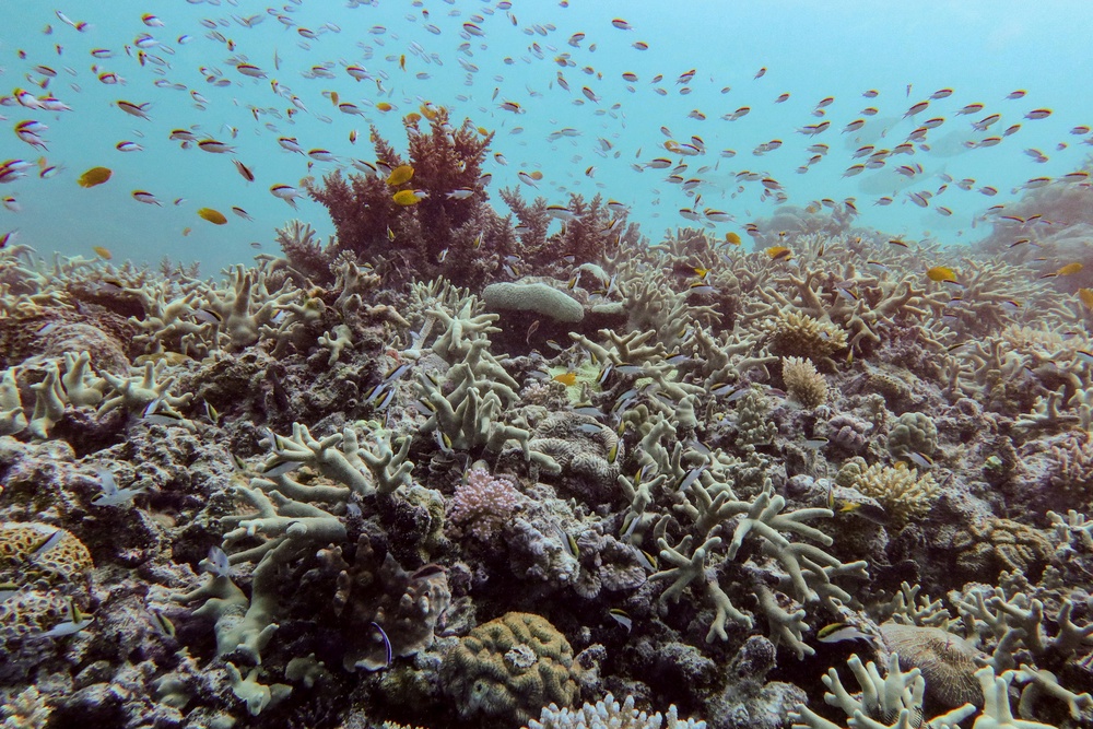 A diverse coral assemblage is seen after a 2024 bleaching event at Pompey Reef in the northern Great Barrier Reef, far North Queensland, Australia, on Jan. 1, 2025 (Australian Institute of Marine Science via AP)