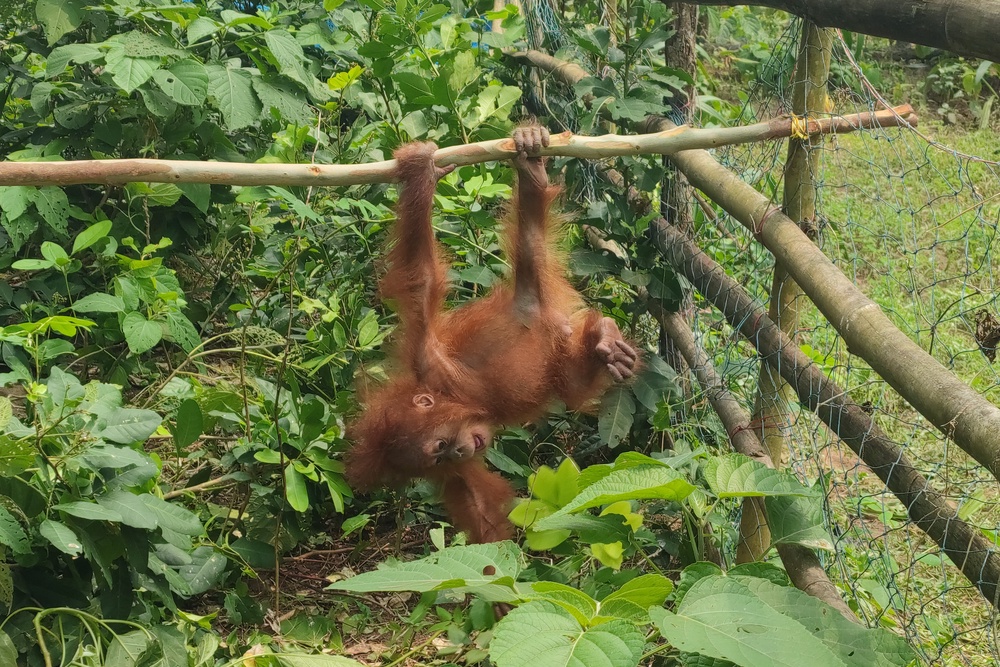A rescued baby orangutan hangs on a pole in Bhograi village in Balasore district of North Odisha (DFO Balasore Wildlife Division via AP)