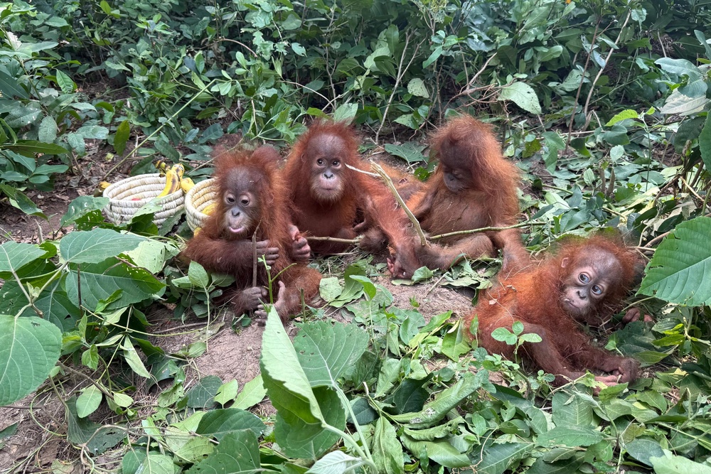 Rescued baby orangutans huddle together in Bhograi village in Balasore district of Odisha, India (DFO Balasore Wildlife Division via AP)