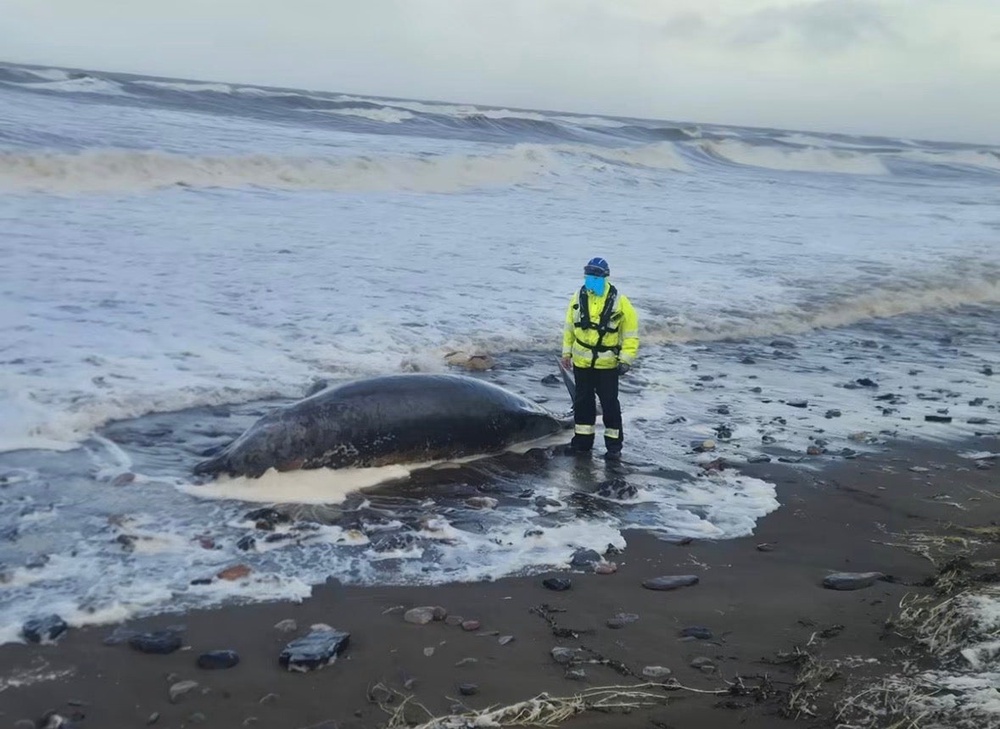 Northern bottlenose whales are typically found in the North Atlantic Ocean (Maryport Coastguard Rescue Team)