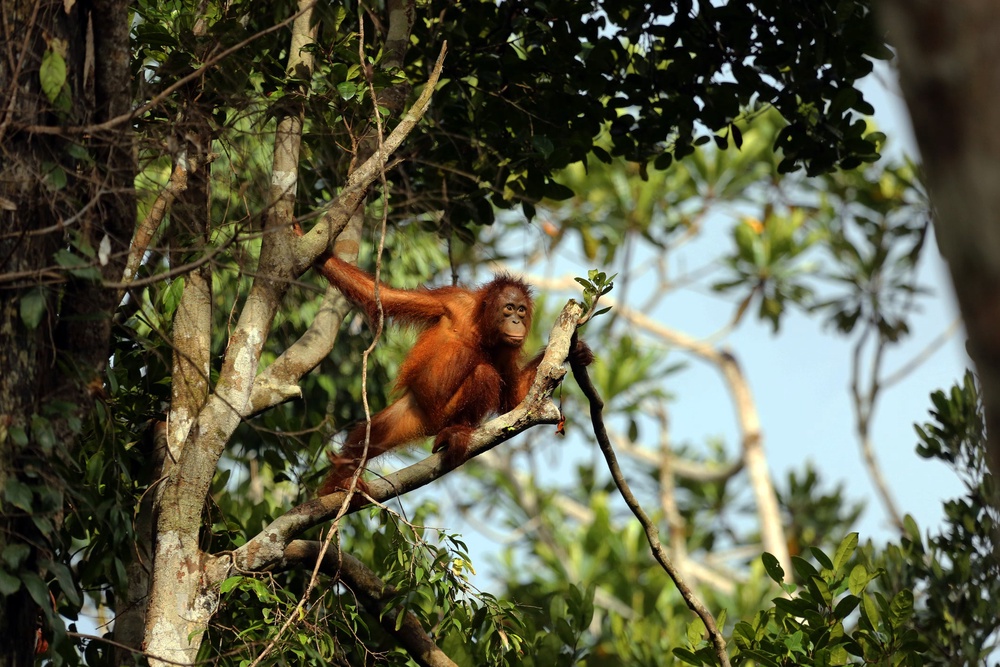 Tanjung Puting is one of the best places to see orangutans (Getty Images/iStockphoto)
