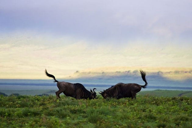 Sparring wildebeest, in the Ngorongoro Crater, Tanzania (Andy Biggs/ Barcroft Media)