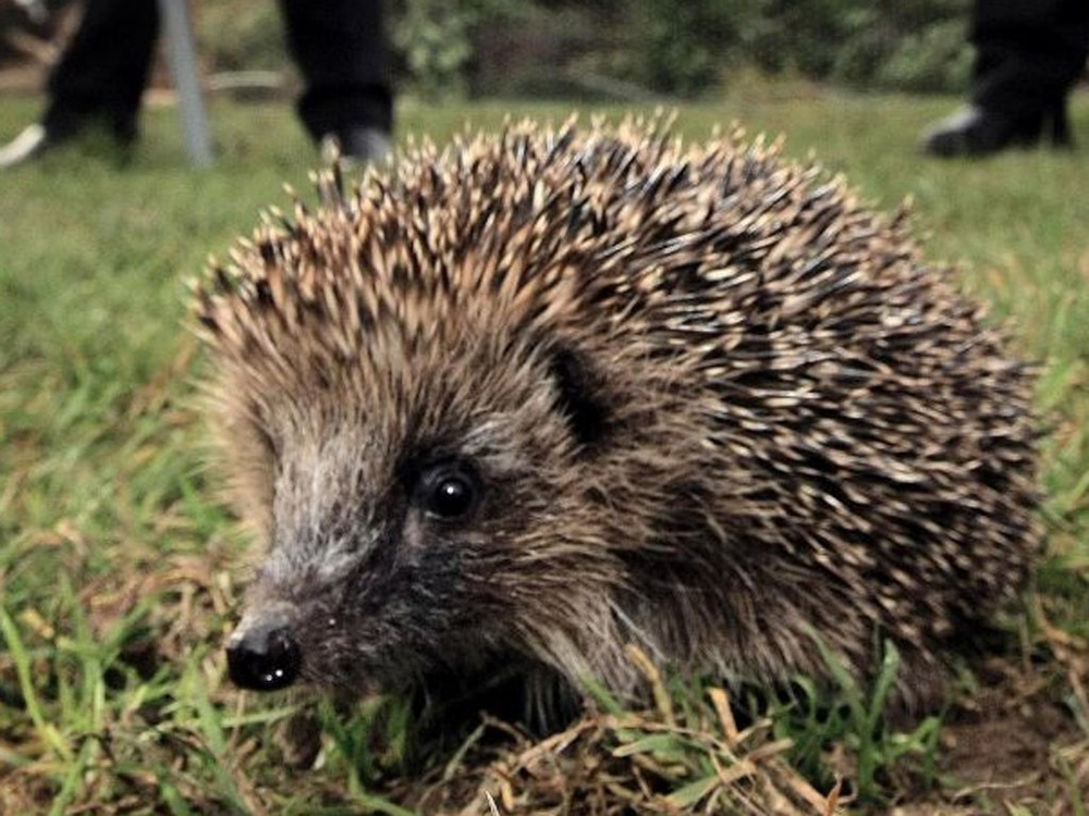 David Attenborough explains simple trick Londoners are using to protect ...