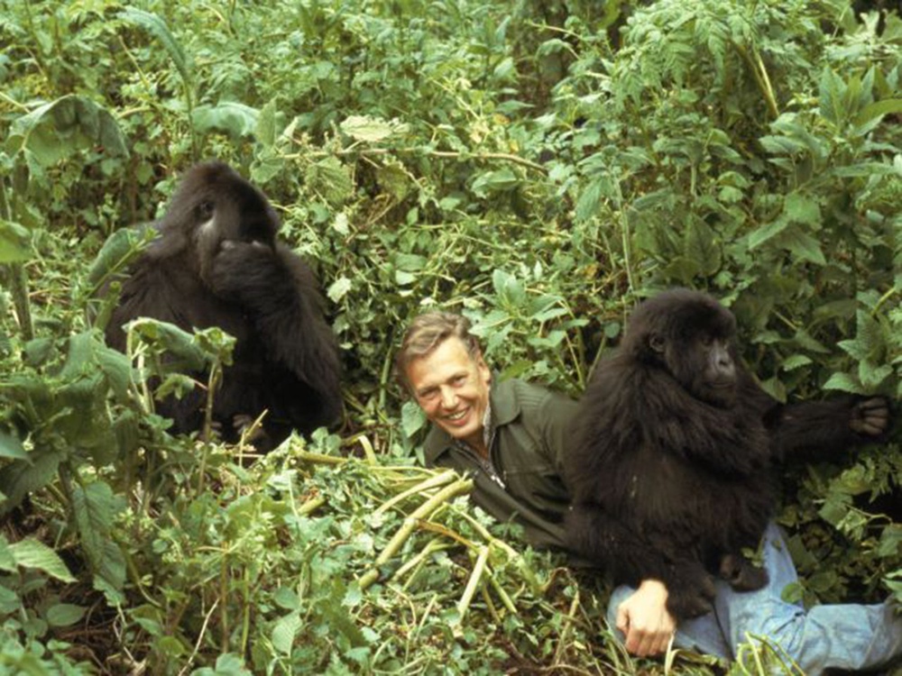 Sir David Attenborough with gorillas in Rwanda (BBC/Life on Earth: A Natural History)