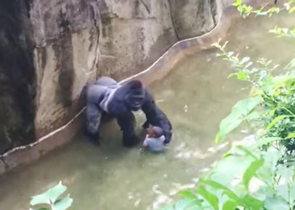 Harambe was shot after dragging the child who had entered his enclosure (Local Library)