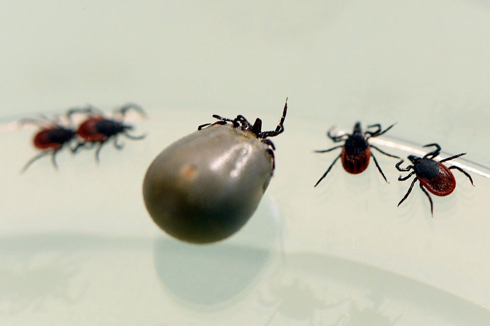 The blacklegged tick, like these specimens, is responsible for spreading some of the deadliest tick-borne illnesses. It’s found throughout the U.S. (AFP/Getty Images)