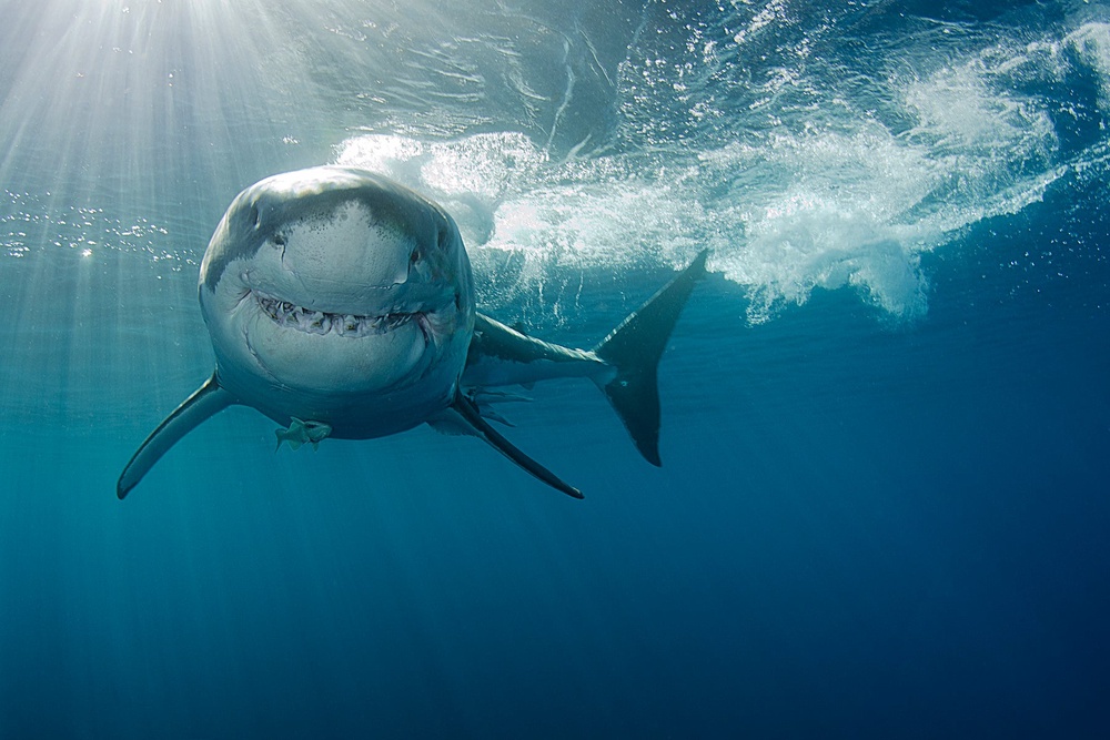 Great white sharks (stock image) are a protected species in Massachusetts (Getty Images/iStockphoto)