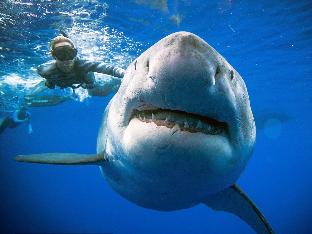 Marine conservationist and diver Ocean Ramsey swims with the largest known great white ‘Deep Blue’ in August 2020 (AFP/Getty Images)