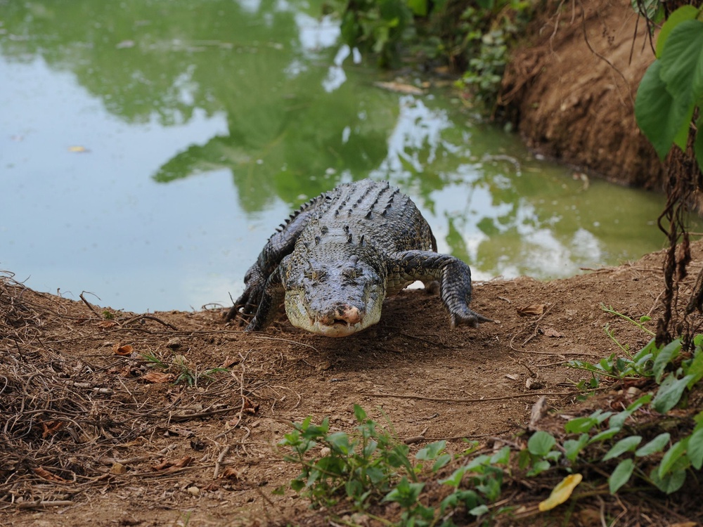 A saltwater crocodile at a crocodile farm in Puerto Princesa, Palawan island in the Philippines (AFP/Getty Images)