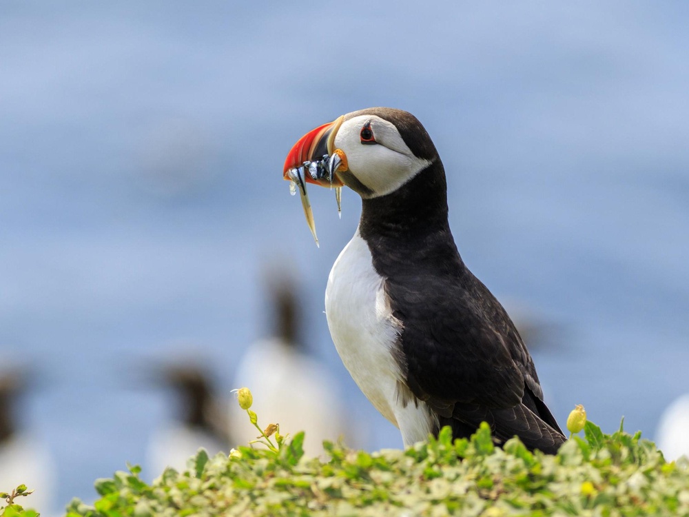 Lundy Island has the largest seabird colony in the south west