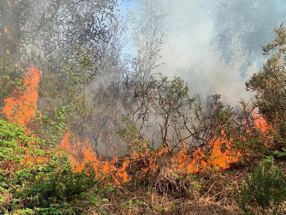 A disposable barbecue is thought to have caused a fire at Puddletown Forest, in Dorset, that took about 60 firefighters almost five hours to put out, 26 April 2020 (Dorset and Wiltshire Fire and Rescue Service)