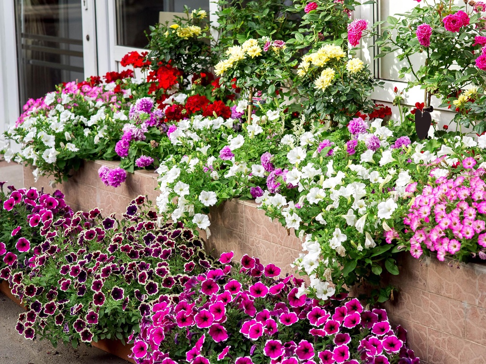 A heatwave is not the time to be buying, and planting, new flowers (Getty/iStock)