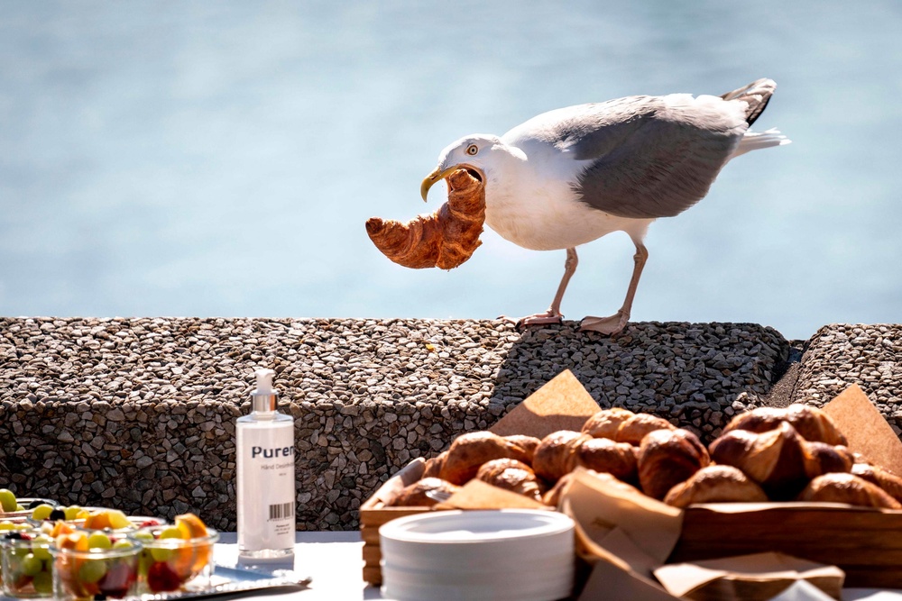 The birds have adapted to city life, using rooftops as nesting sites and scavenging for food (Ritzau Scanpix/AFP)