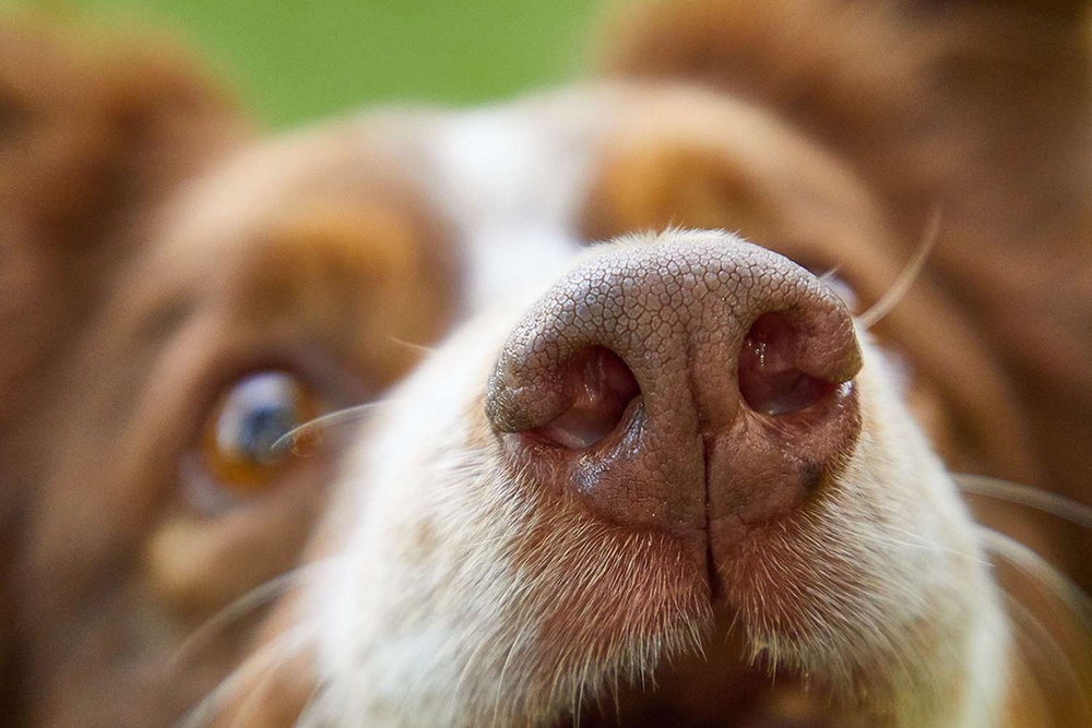 Why Do Dogs Smell Your Crotch? (And How to Get Them to Stop)