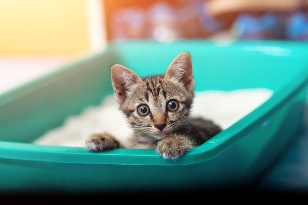 Where Should You Put Your Cat's Litter Box? The Best (and Worst) Spots
