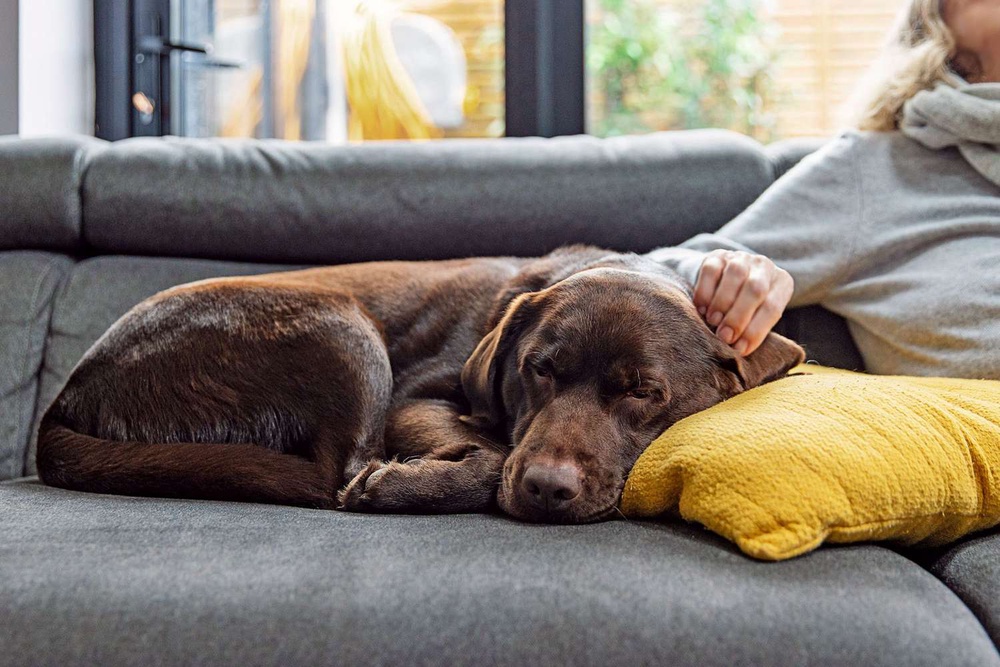 What Is Anemia In Dogs