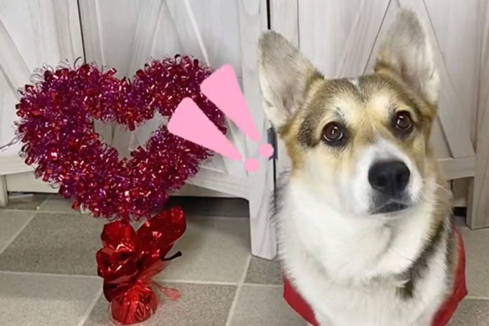 Watch How To Make These 3 Easy DIY Valentine's Day Gifts for Your Pet