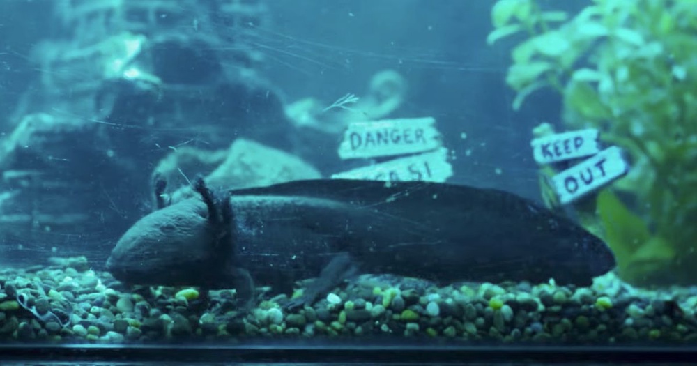 The Tank Plot, Cast, Release Date, and Everything Else We Know