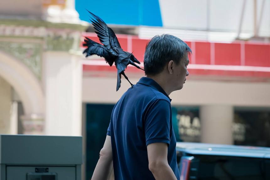 Angry birds! Crows attack Orchard Road pedestrians