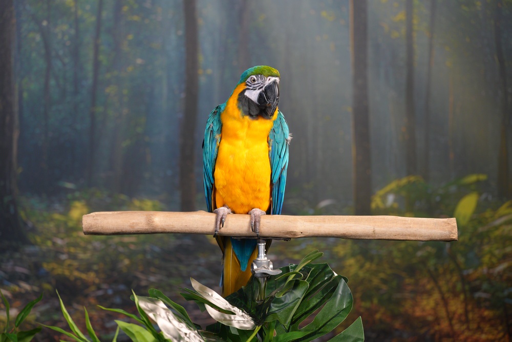 Image from: Sony Expands Imaging Ecosystem with New Alpha 7R VI, FE 100-400mm G Master Lens and “Nature in Focus” Contest in Malaysia