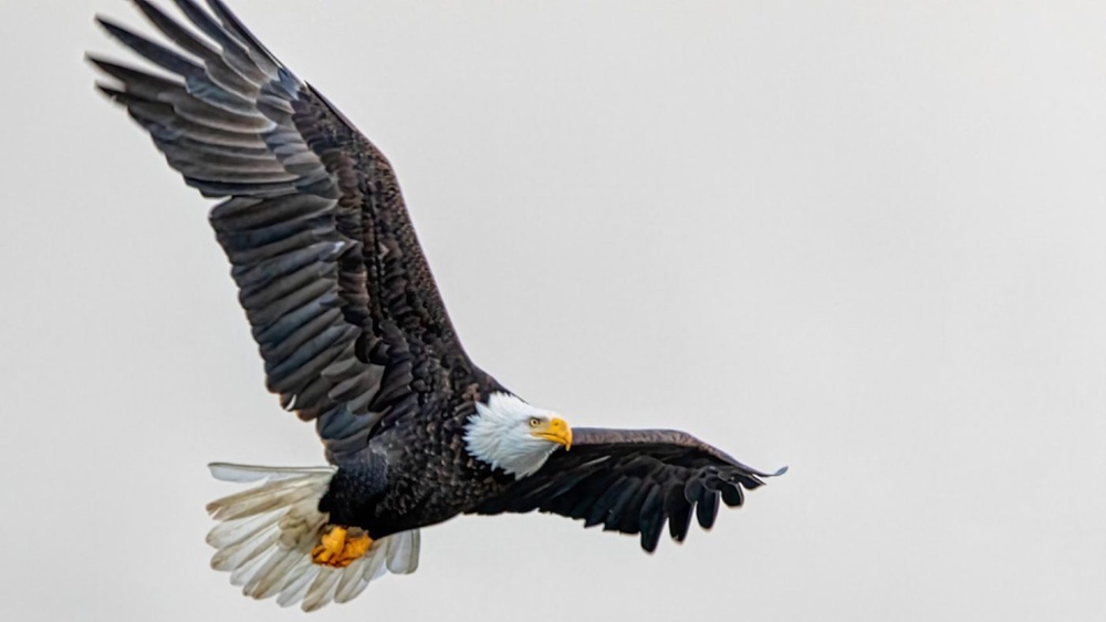 Warrant issued for Montana man accused of killing bald eagles for profit