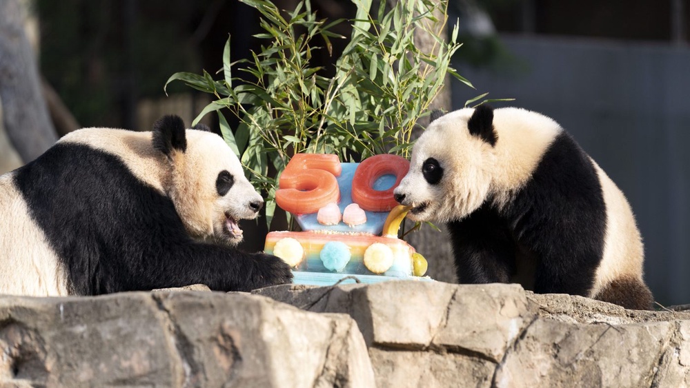 DC’s National Zoo prepares to say goodbye to pandas returning to China