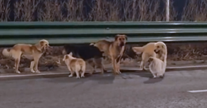 Sekumpulan tujuh anjing berjalan di lebuh raya dalam cuaca sejuk di Changchun sebelum berjaya pulang ke rumah selepas hilang