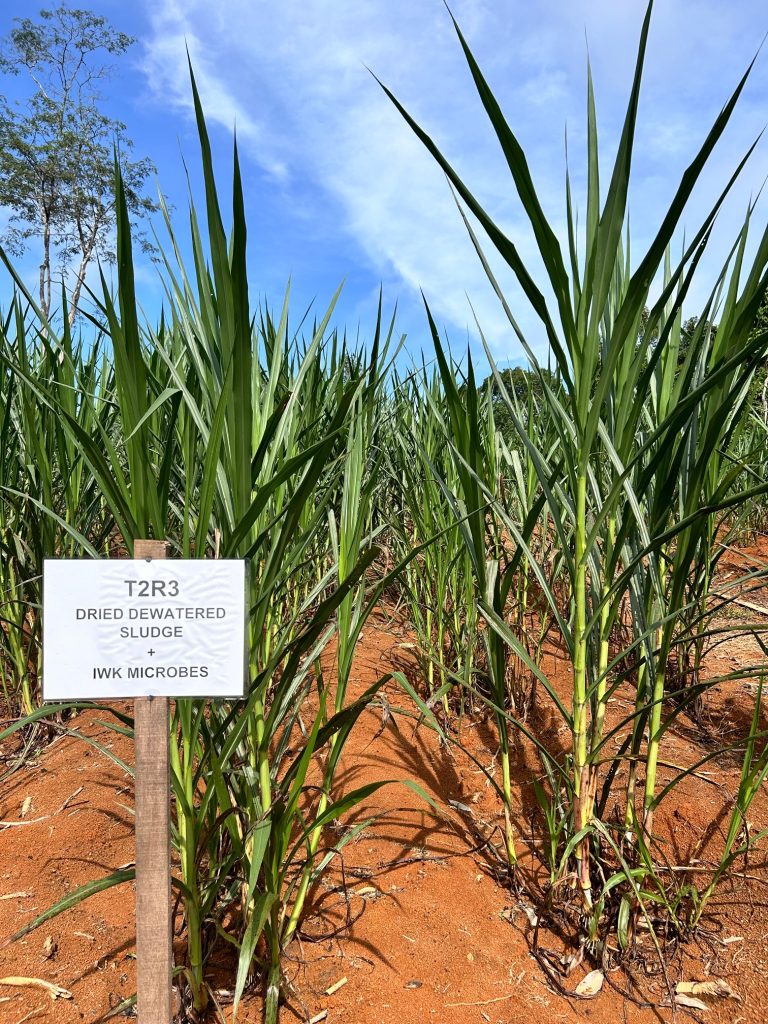Image from: Krisis Baja Global Tekan Petani, Baja Organik IWK Boleh Jadi ‘Penyelamat’ Untuk Pekebun Kecil