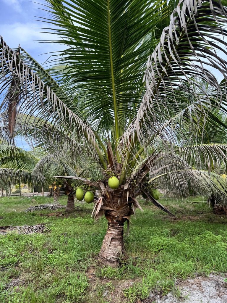 Image from: Krisis Baja Global Tekan Petani, Baja Organik IWK Boleh Jadi ‘Penyelamat’ Untuk Pekebun Kecil