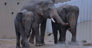 tiga gajah Asia di kawasan zoo Tennoji