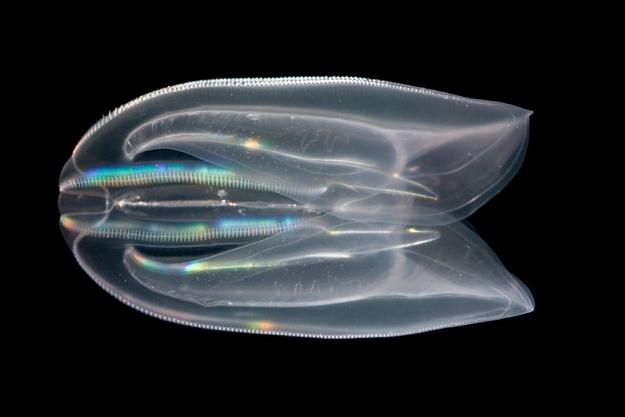 Image from: The Ethereal Survival Secrets of the Ocean’s Most Delicate Art