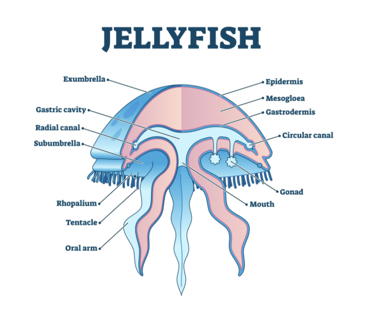 Image from: The Ethereal Survival Secrets of the Ocean’s Most Delicate Art
