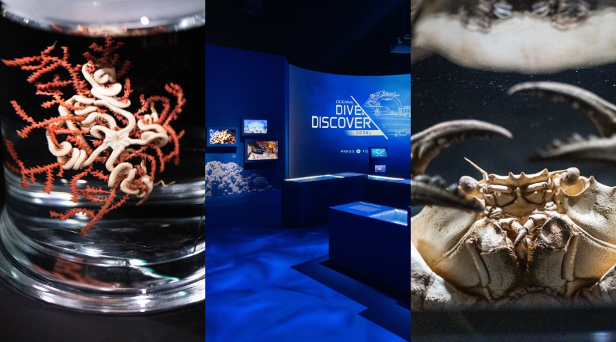 Image from: ArtScience Museum And OceanX Unlock Extraordinary Underwater Worlds That Few Have Seen