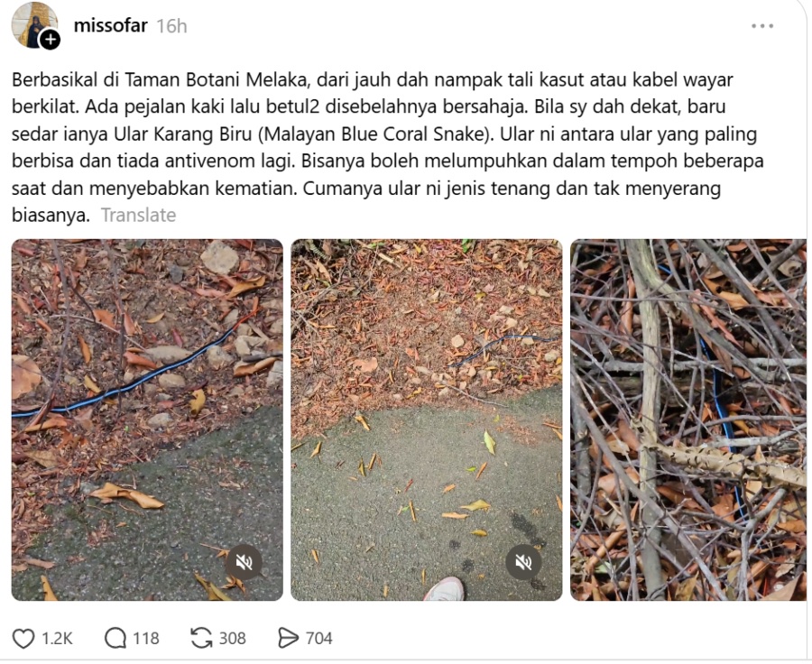Image from: This Blue Snake Looks Like It Came From A Video Game But It’s Real