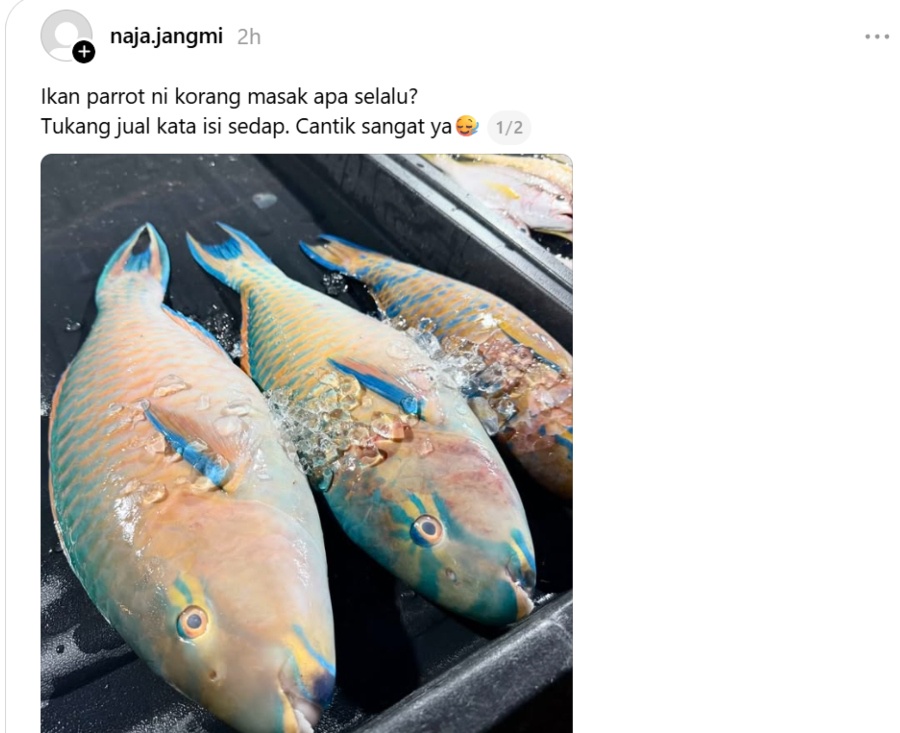 Image from: Parrotfish Post on Social Media Sparks Marine Conservation Conversation