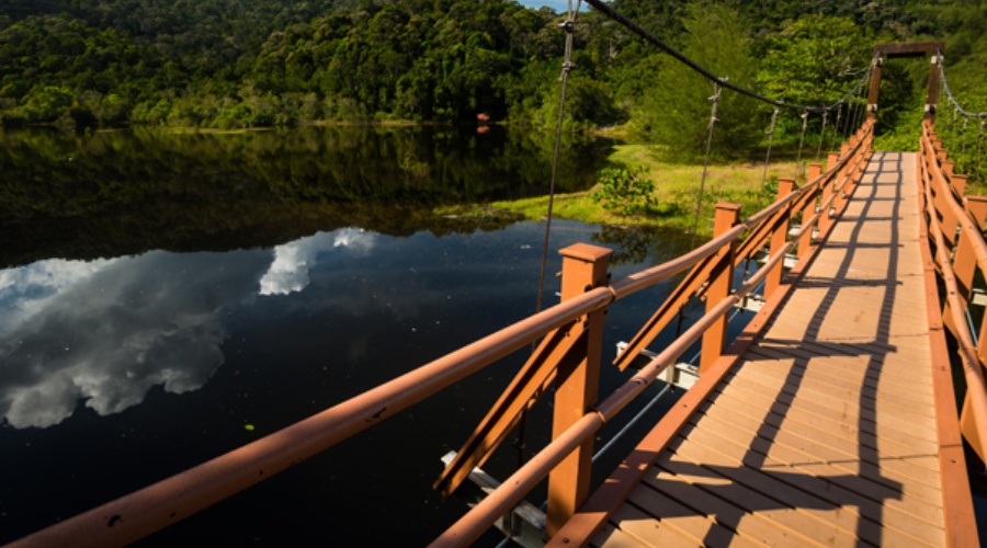 Image from: Malaysia’s Ultimate Rainforest Trail: 7 Ancient Forest Adventures for Your Next Escape