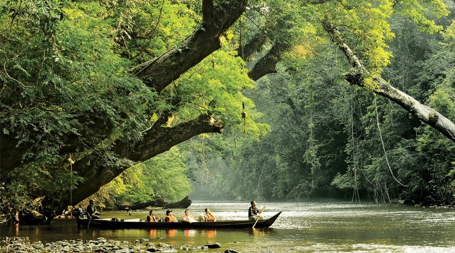 Image from: Malaysia’s Ultimate Rainforest Trail: 7 Ancient Forest Adventures for Your Next Escape