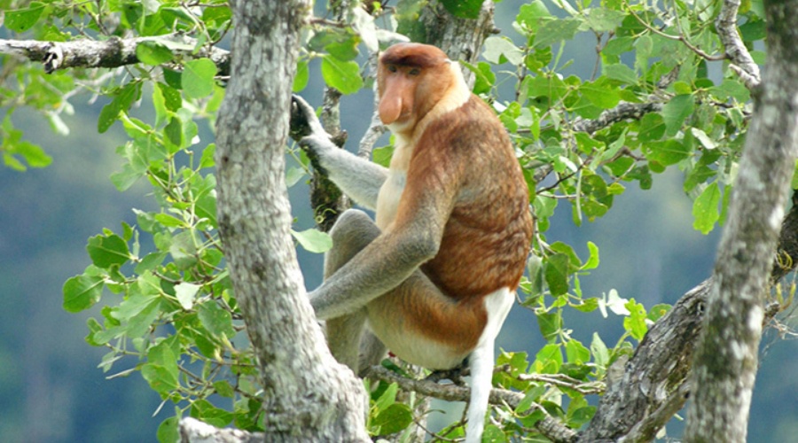 Image from: Malaysia’s Ultimate Rainforest Trail: 7 Ancient Forest Adventures for Your Next Escape