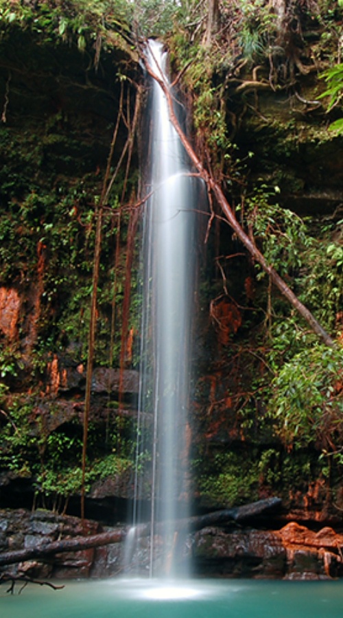 Image from: Malaysia’s Ultimate Rainforest Trail: 7 Ancient Forest Adventures for Your Next Escape