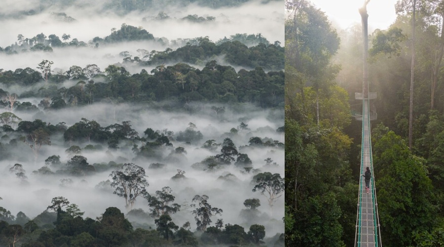 Image from: Malaysia’s Ultimate Rainforest Trail: 7 Ancient Forest Adventures for Your Next Escape
