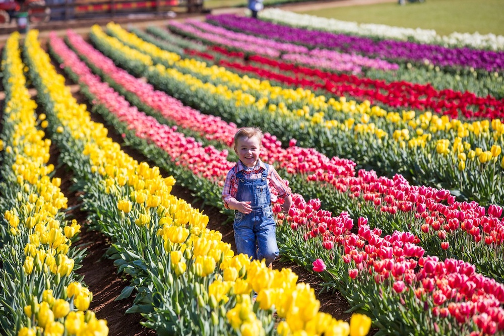 Image from: Melbourne Comes Alive This Spring With Flower Fields, Festivals And Scenic Escapes