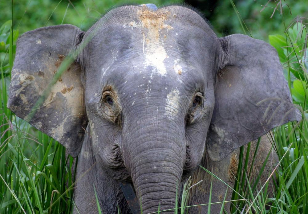 Man injured in elephant attack off East-West Highway