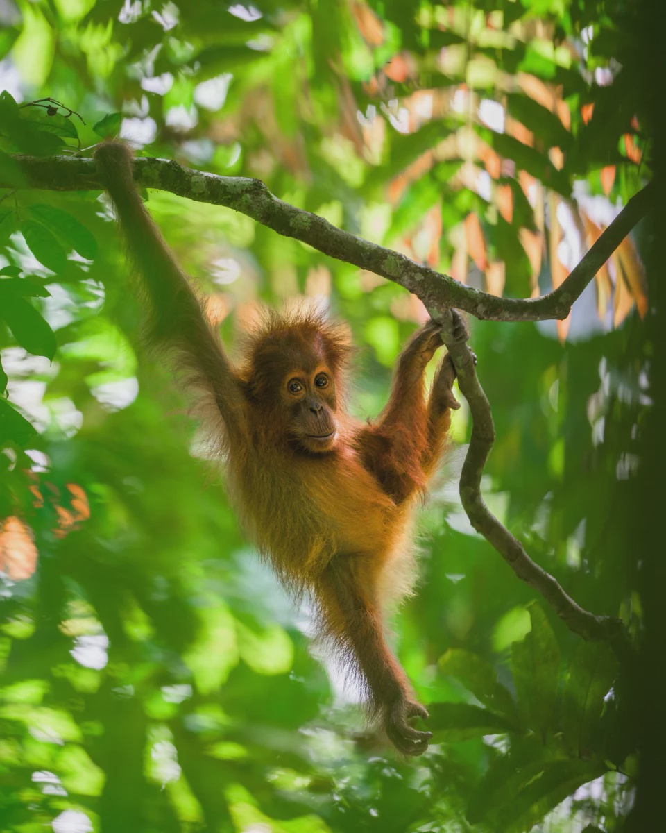 Strap: Binge-worthy flicks