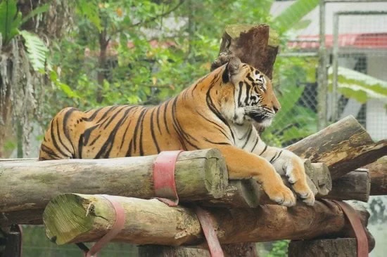 Malaysian netizen alleges neglect as photos of ‘emaciated’ Malayan Tiger in Japan go viral