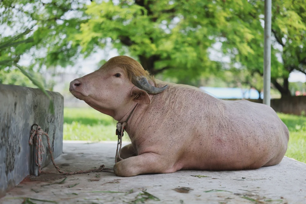 Viral fame spares 'Donald Trump' buffalo from Eid sacrifice in Bangladesh