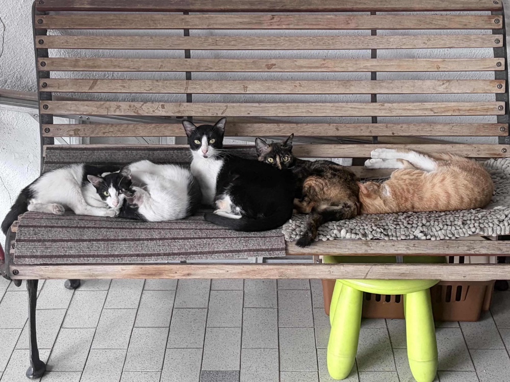 (From left) Eyeliner 1, Eyeliner 2, Coyen, Toyem, Tatam, Comot, Copok and Daisy were all former strays who just decided their owners’ house was theirs and never left. – PICFROMLILAABDMALEK