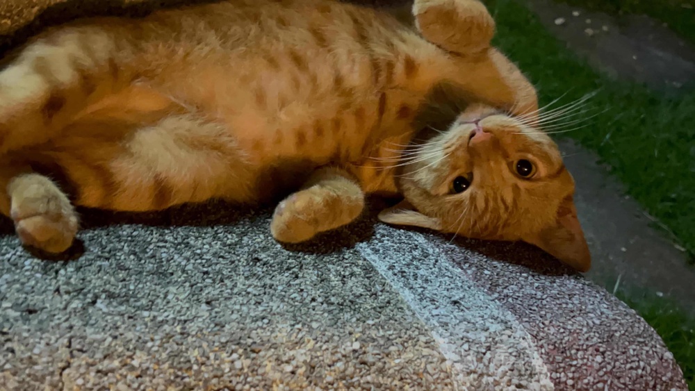 Oyen was bribed with a food stick when first met and he opened up slowly, although head scratches are the only thing he is okay with. – PICFROMALLISONAIKO
