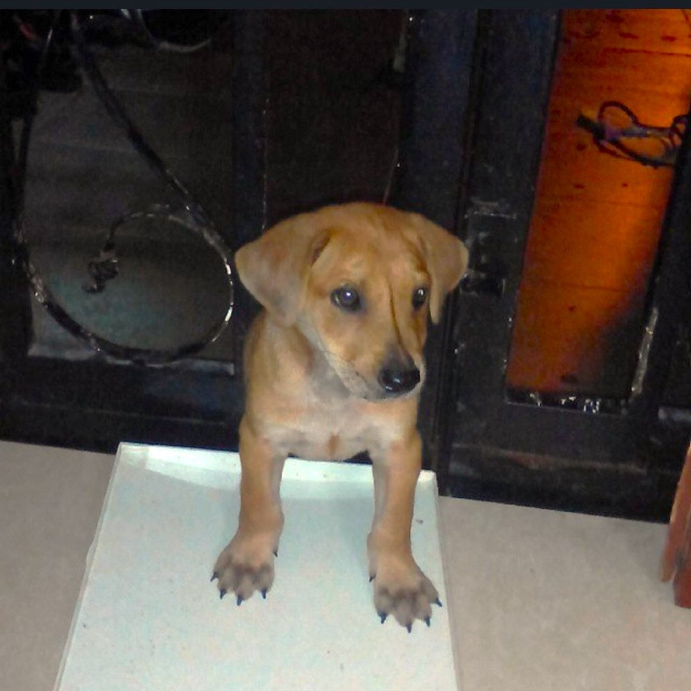 Chiku was found in the jungle when one day old and he lived until he was 12. – SHIVANI SUPRAMANI/THESUN