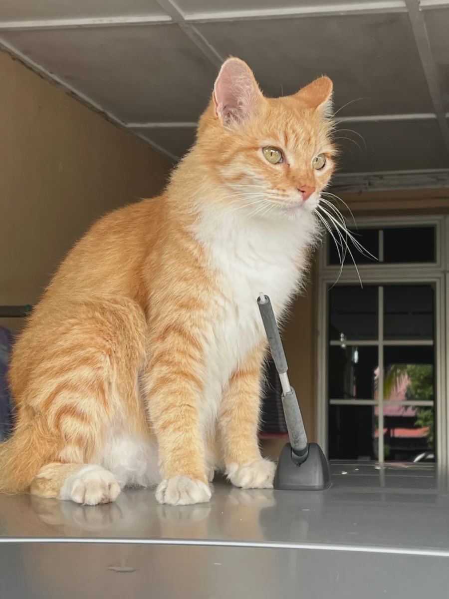 Beny was originally named Ben before her owners found out she was a girl. – ASHIQINAHMAD/THESUN